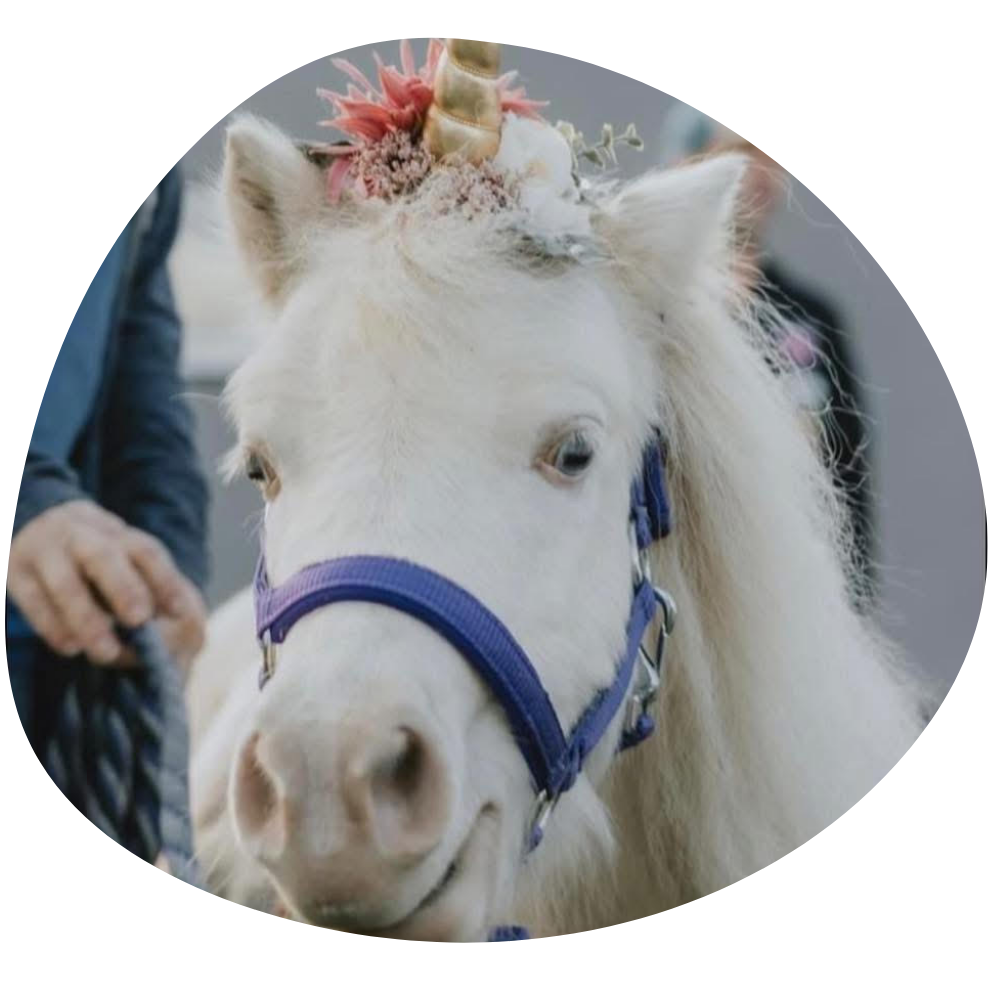 Ironstone Creek Farm (11)