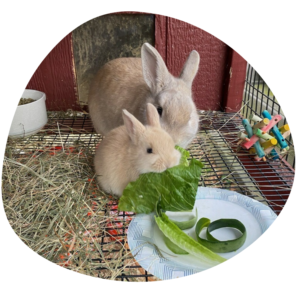 Ironstone Creek Farm (3)