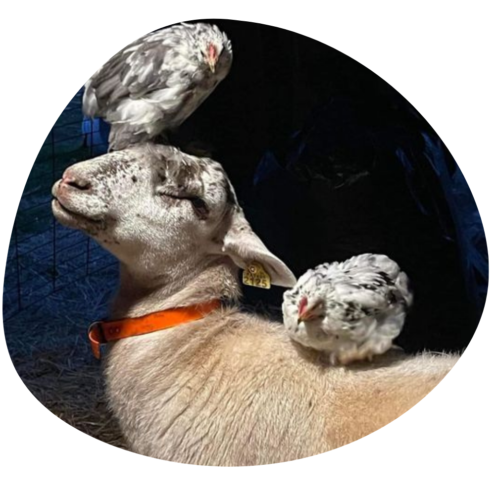 Ironstone Creek Farm (4)